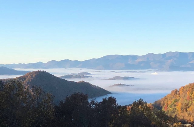 Tree Tops - Long Range Views