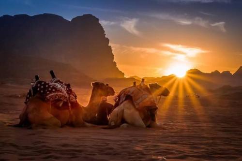 Wadi rum mundo camp