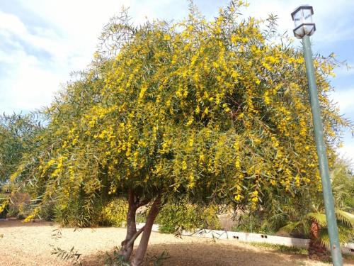 Alhaurin el Grande House | Andalusian farmhouse with barbecue, pool and wifi
