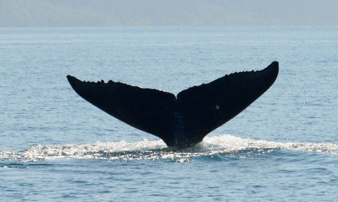 Kodiak Apartment | BEARS, BIRDS, AND WHALES