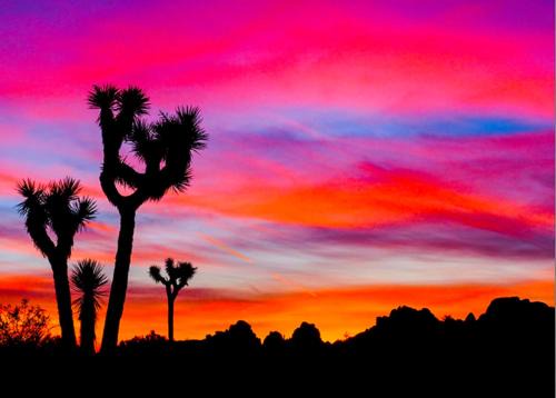 Twentynine Palms House | Desert Escape 4BR and 3BA Minutes to Joshua Tree