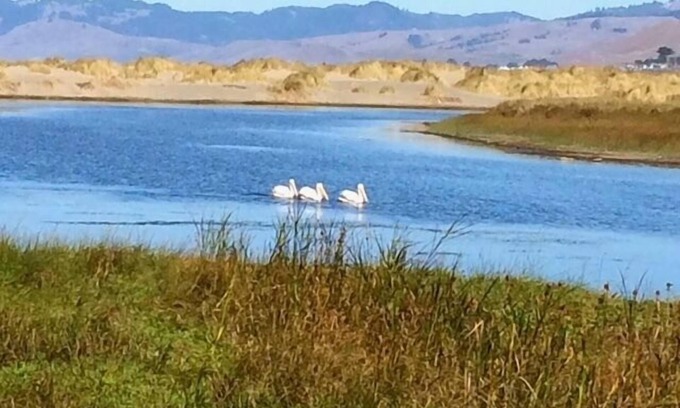 Salmon Creek Cabin | Fishermans Cottage~Charming Coastal Cottage in Bodega Bay, Walk to Beach/WiFi