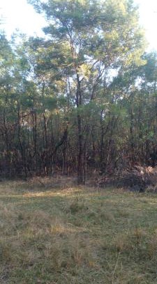 Hhohho Other | Forest Gama campsite