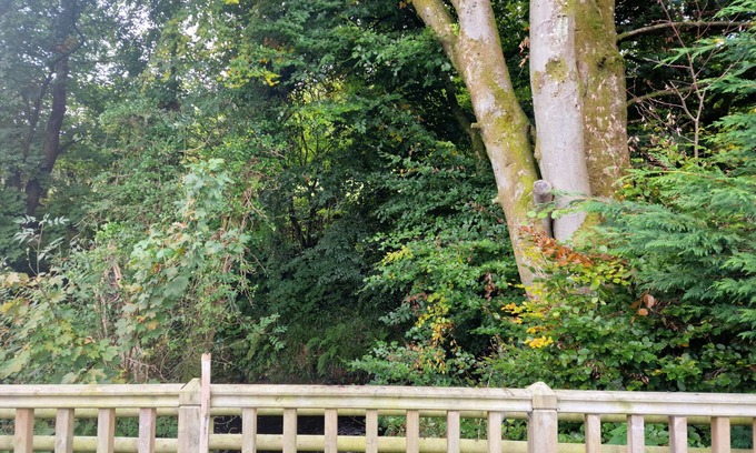 Llanfair Caereinion Cabin | Glamping Hut - Riverside 1