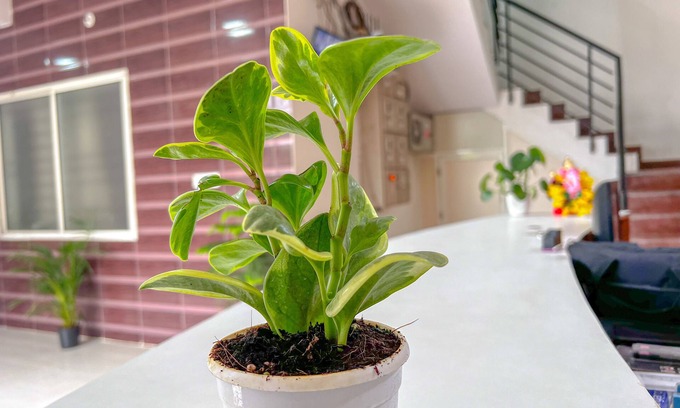 Bengaluru Hotel | Hotel Elite by Agira