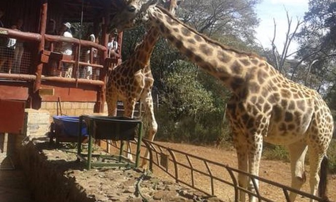 Ongata Rongai House | Kepro Farm
