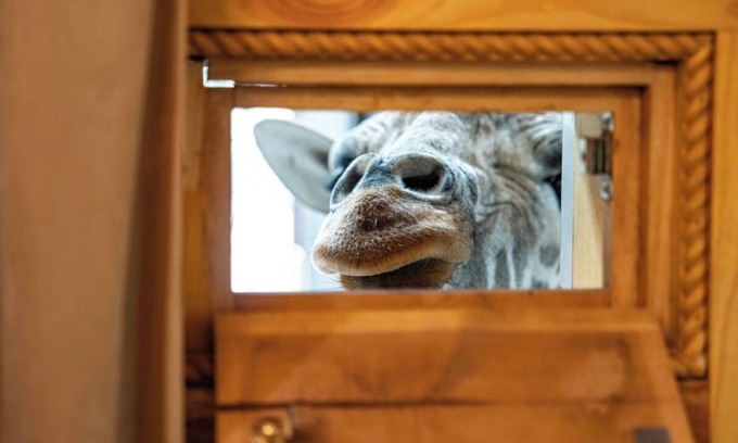 Valley View Cabin | King Ranch -Stay with Puzzles and Jigsaw the Giraffe
