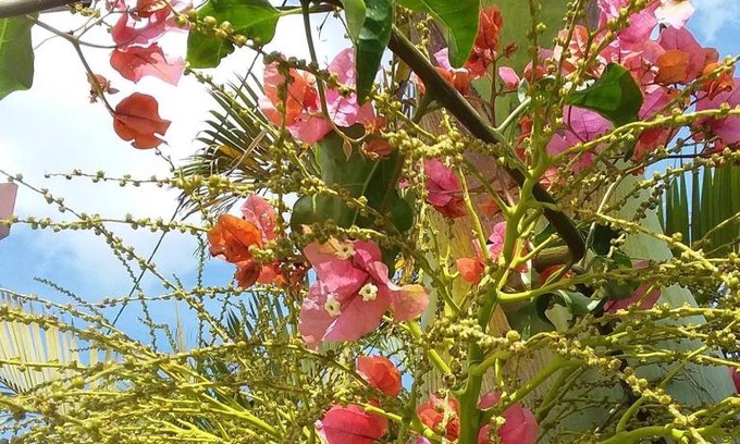 Petite-ÃŽle Apartment | Le bougainvillier rose