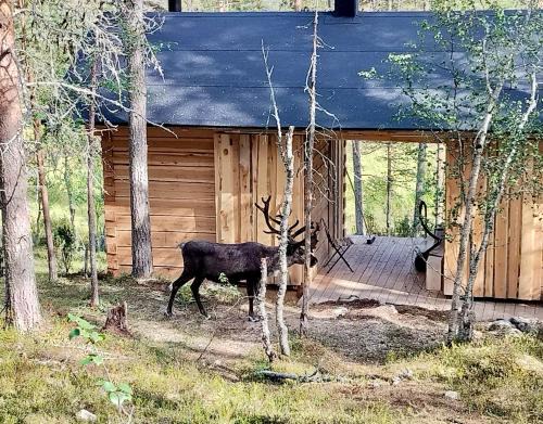 Saariselka Ski Chalet | Log House and New Sauna Pikariporras