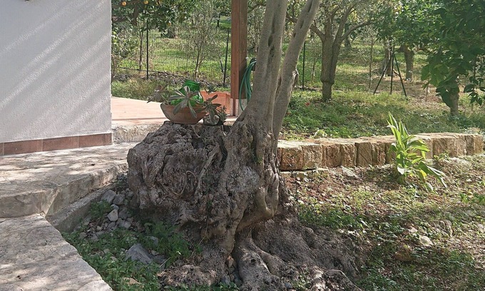 Capaci House | Luogogrande estate: agriculture, countryside, sea,