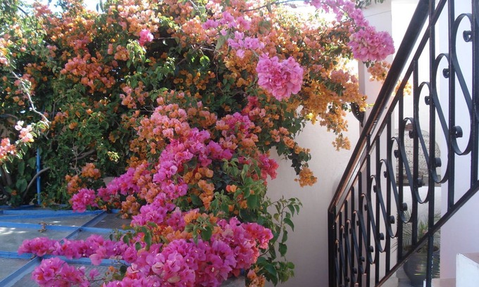 Sale Medina House | Riad Marlinea