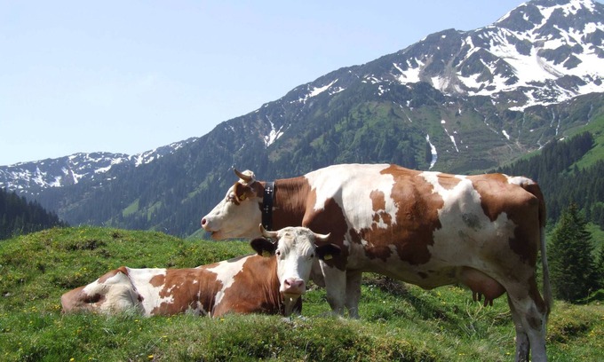 Niederau Hotel | Single room with breakfast - Hotel Schneeberger