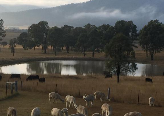 Broke Resort | Starline Alpacas Farmstay Resort