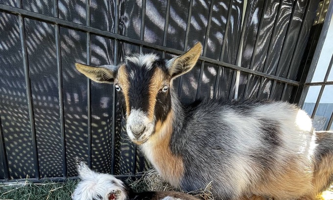 Marana Apartment | Thee One with the GOATSπππ¦π¦