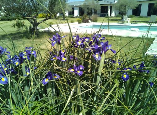 Aleria Bed & Breakfast | Villa Helychrisa