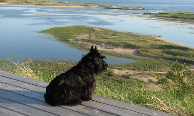 Truro Cottage | Walk to Bay + Hilltop Bay, Harbor, Marsh Views!