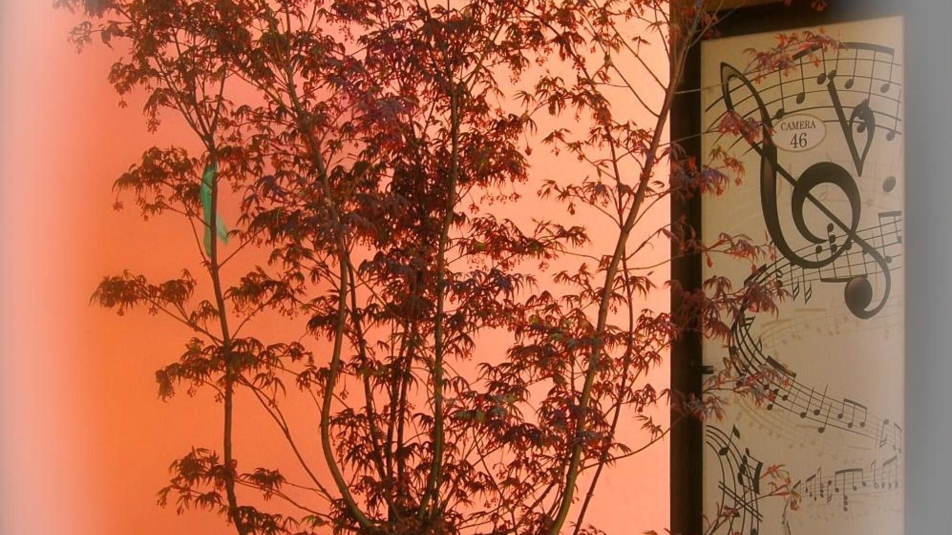 Photo of Others in Cremona