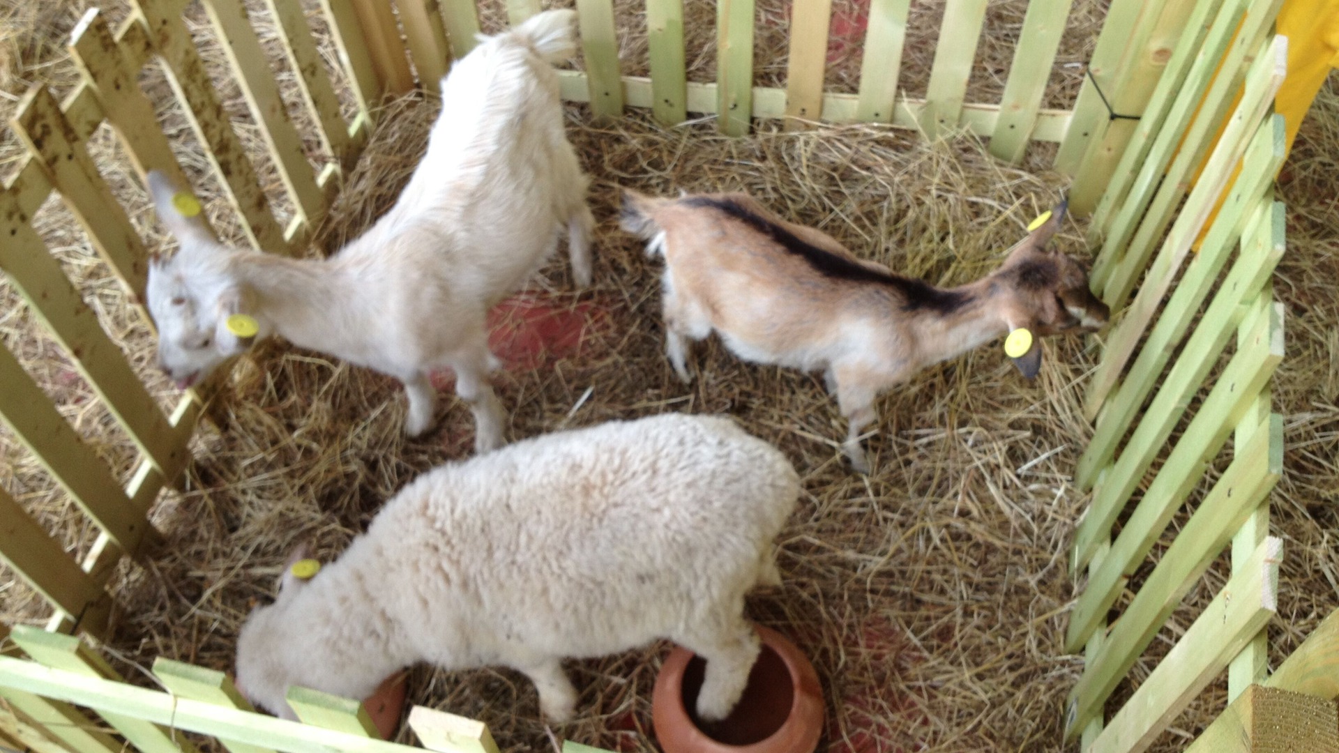 Photo of Others in Larciano