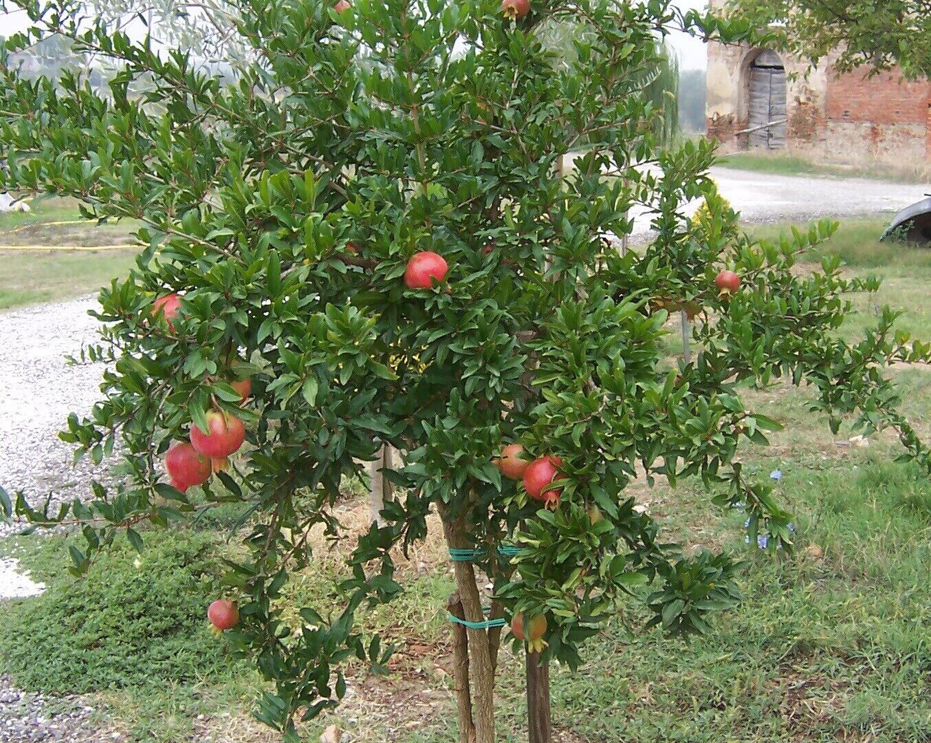 Photo of Outdoor in Larciano