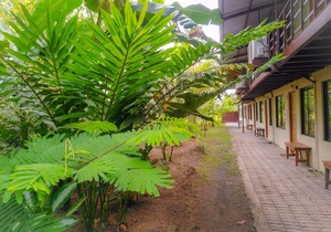 Arenal Xilopalo