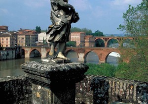 Ibis Albi