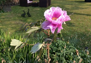 Willow Cottage B&B