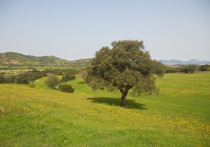 Borgo di Campagna