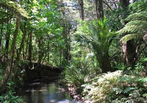 Kauri Villas