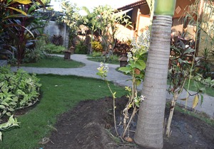 Made Taro - Menjangan Homestay