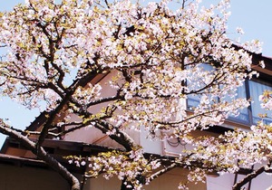 Kinokuniya Ryokan