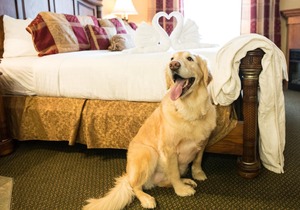 Merit Hotel & Suites