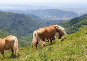 Agli Antichi