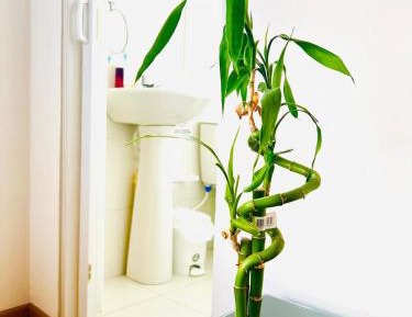 Double Room with Shared Bathroom