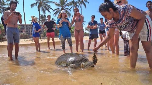 Nalagasdeniya House | Turtle Bay