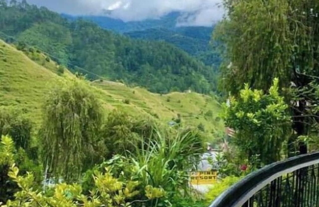 Pine Resort
